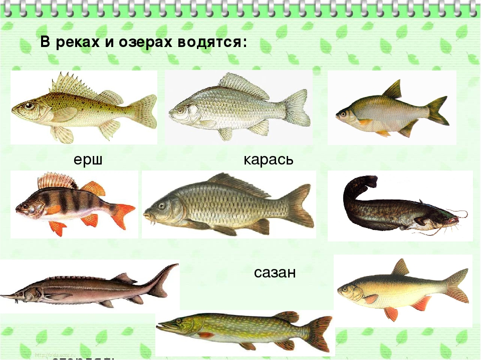Рыбы в озерах россии. Рыбы обитающие в реке. Рыбы которые водятся в озере. Рыбы обитающие в Озерах. Речные и озерные рыбы.