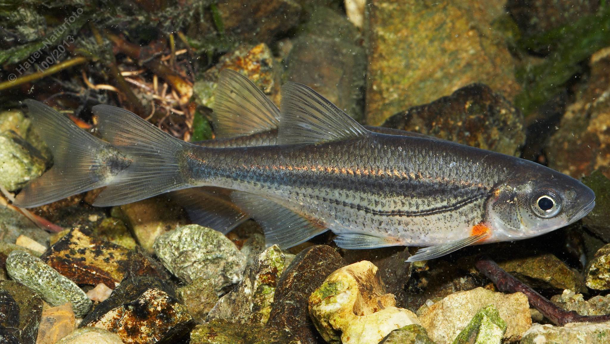 Царская рыба бирюк - легендарный донской ерш-носарь, утративший хозяйственное значение
