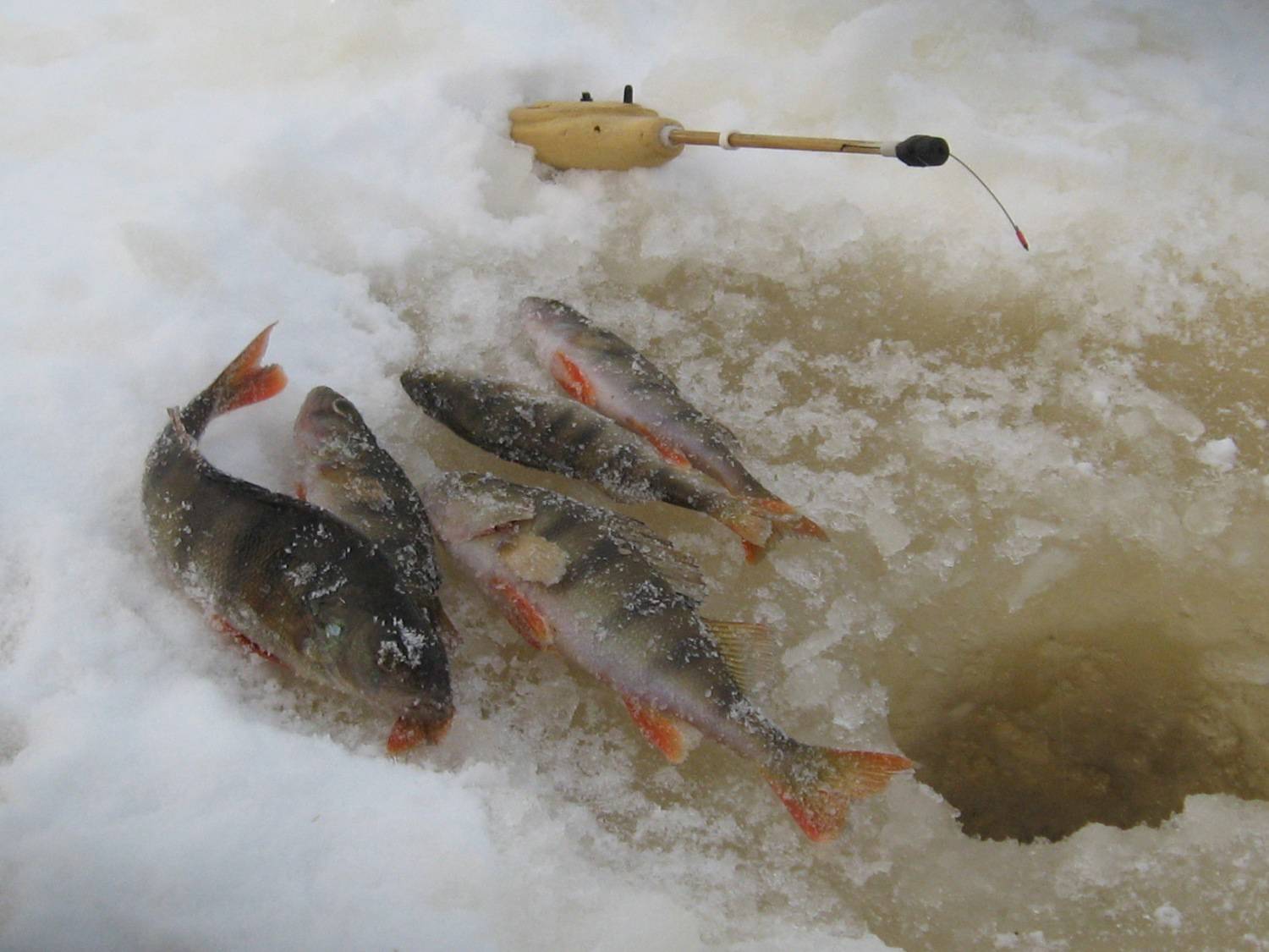 Рыбалка по первому льду - на кого и как?