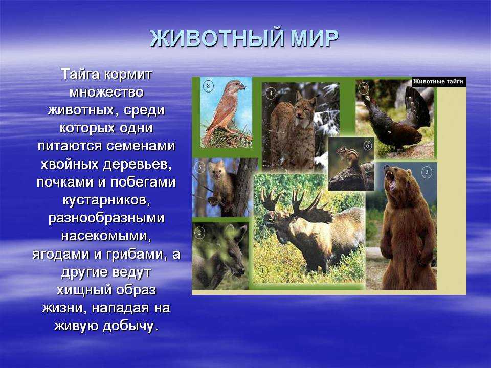 Какие звери находятся. Животные тайги. Презентация на тему обитатели тайги. Название животных тайги. Животные и растительный мир тайги.