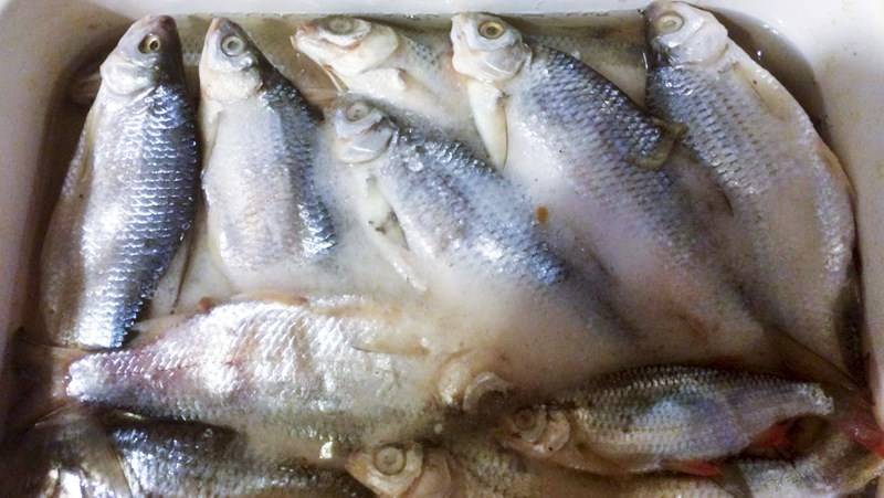 Как солить рыбу в домашних условиях – пошаговый рецепт с фото
