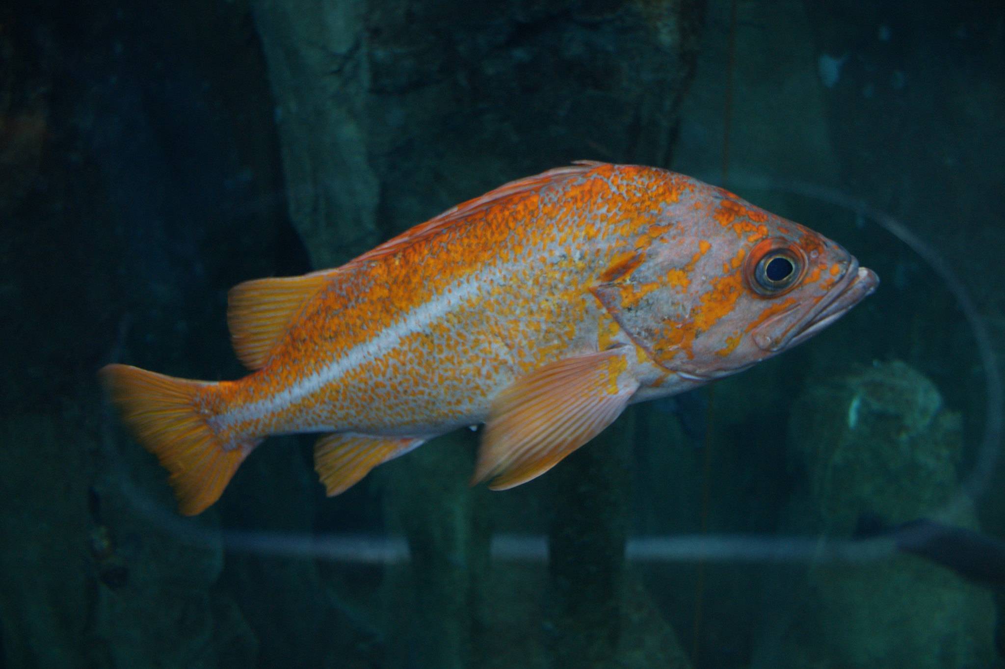 Рыба «Морской окунь золотистый» фото и описание