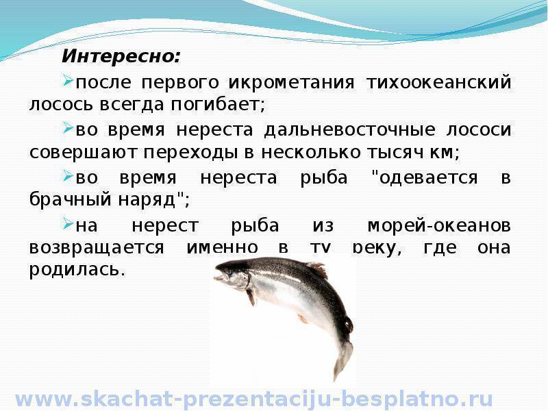 Особенности поведения судака в различные сезоны года