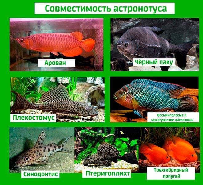 Аквариумные Рыбки Виды Таблица С Фото