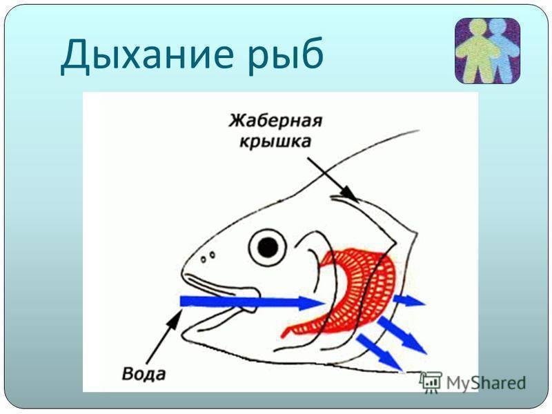 Жаберные дуги рыб. функции жаберных дуг