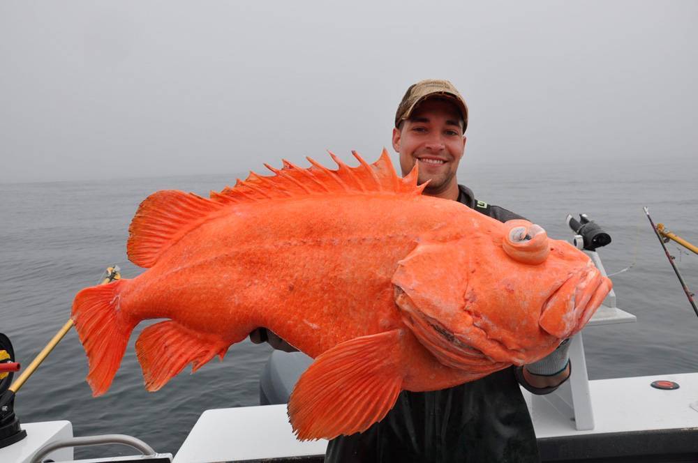 Красная рыба: виды с названиями, описанием и фото