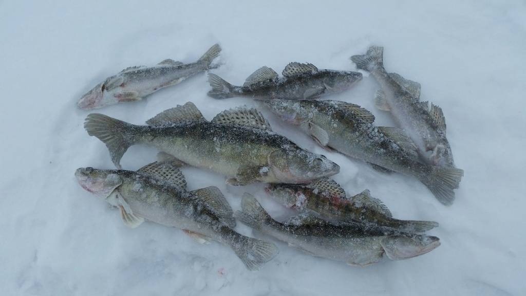 Зимняя ловля судака со льда,снасти для ловли судака зимой