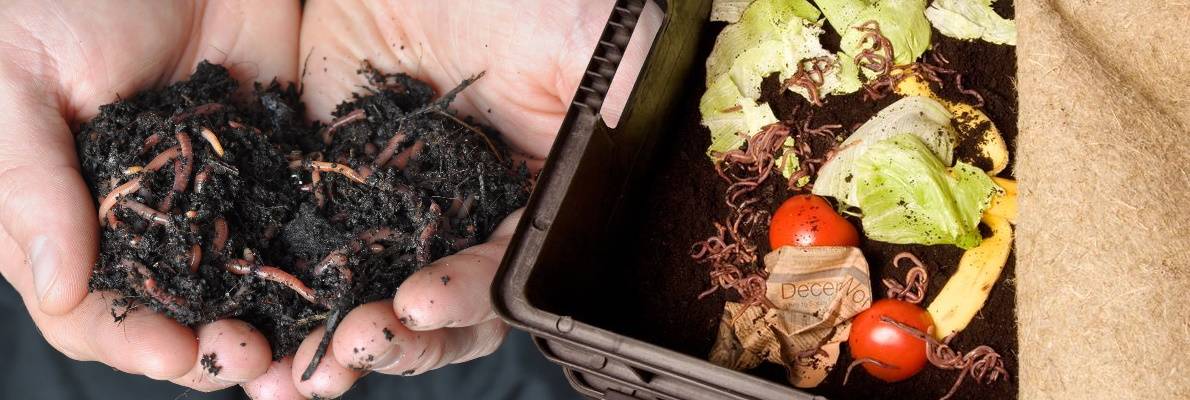 Повышение плодородности почвы: размножаем червей для биогумуса