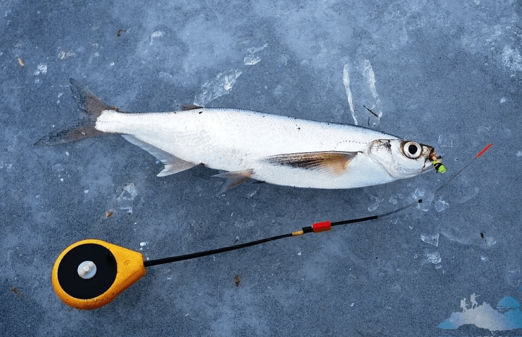 Рыба чехонь: места обитания и особенности ловли