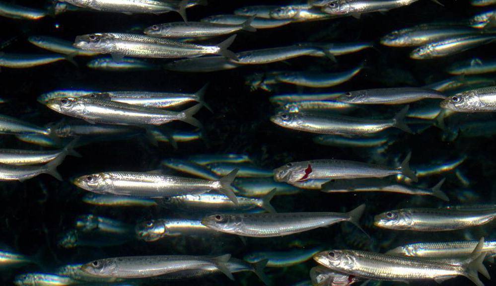Рыба хамса: образ жизни и распространение, чем питается и как ловить, нерест, повадки, враги рыбы