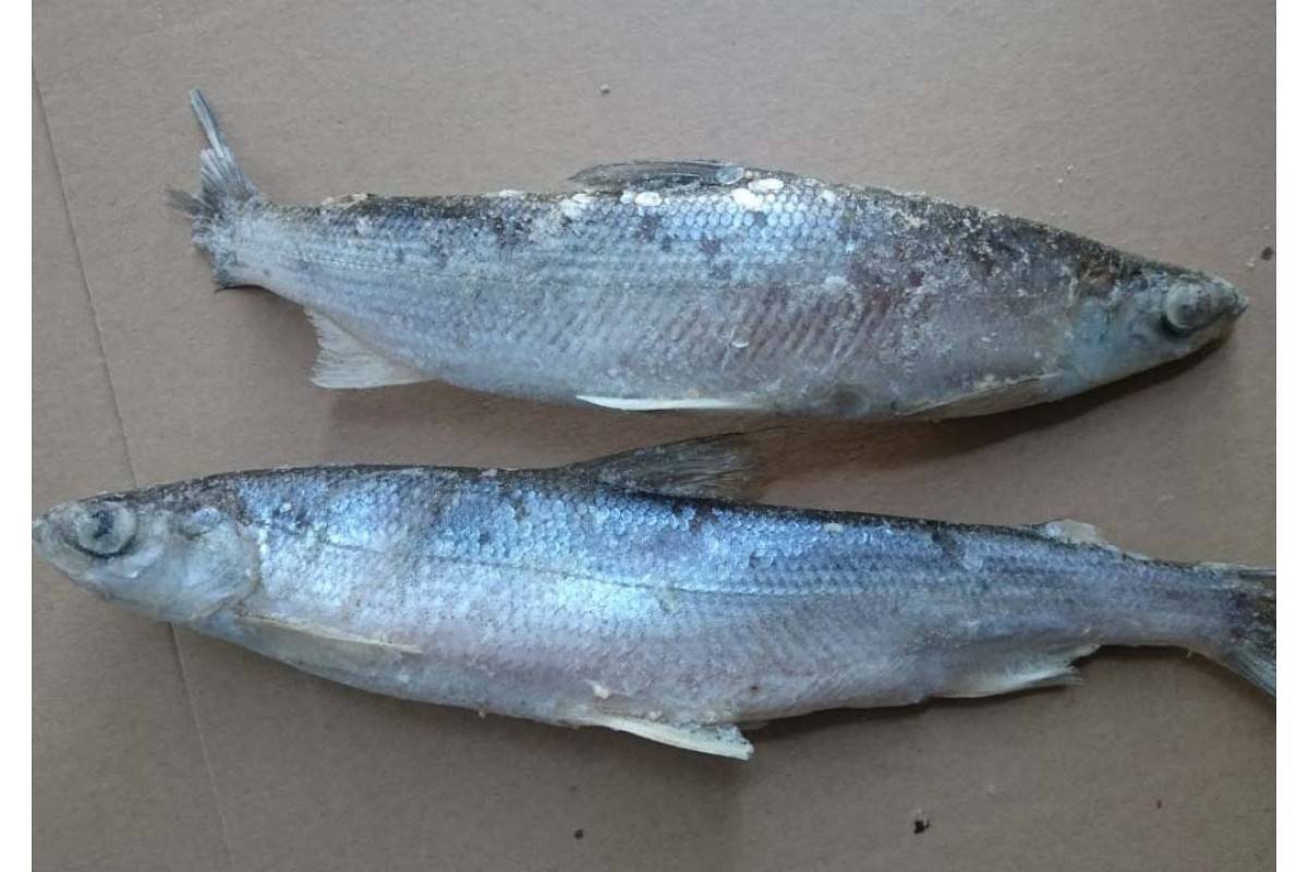 Каменный окунь-зебра фото и описание – каталог рыб, смотреть онлайн