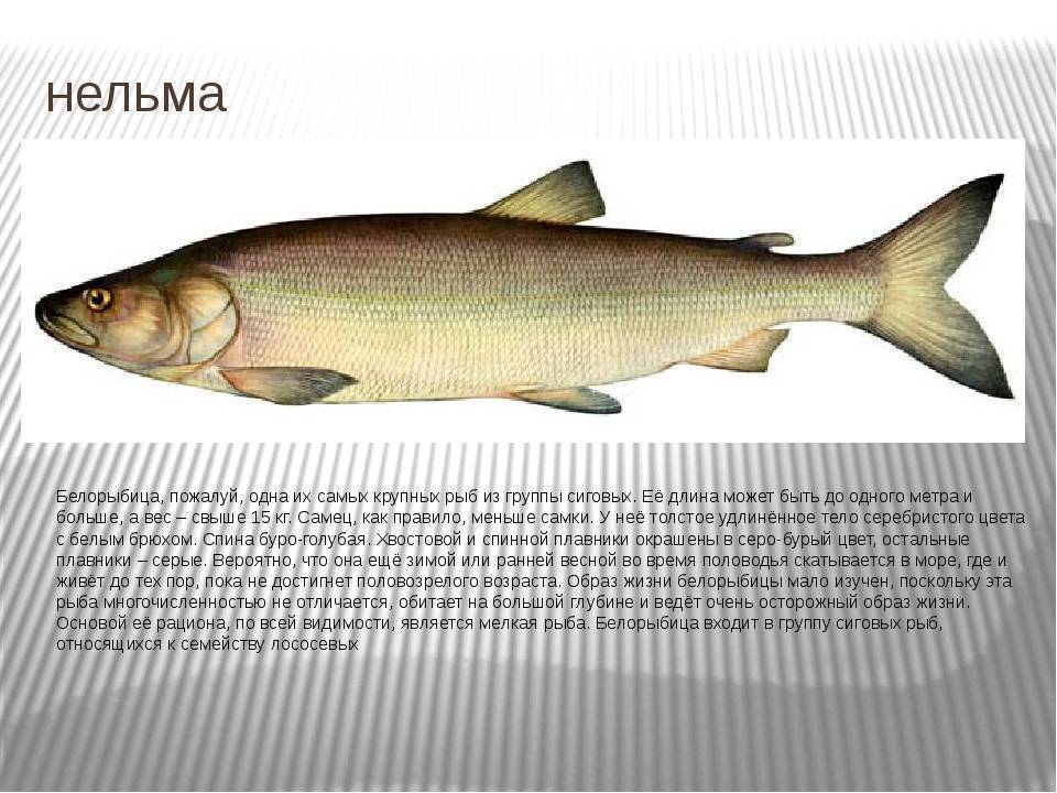 Рыба нельма или белорыбица: биологические характеристики, места ловли