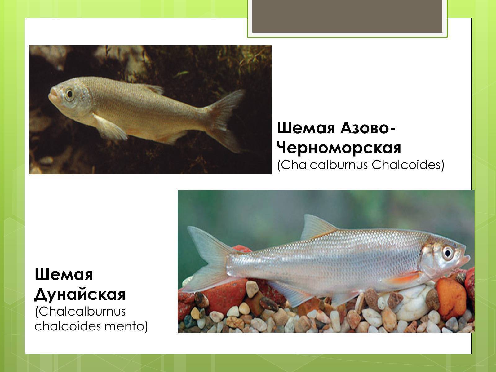 Рыбы черного моря. названия, описания и особенности рыб черного моря | животный мир