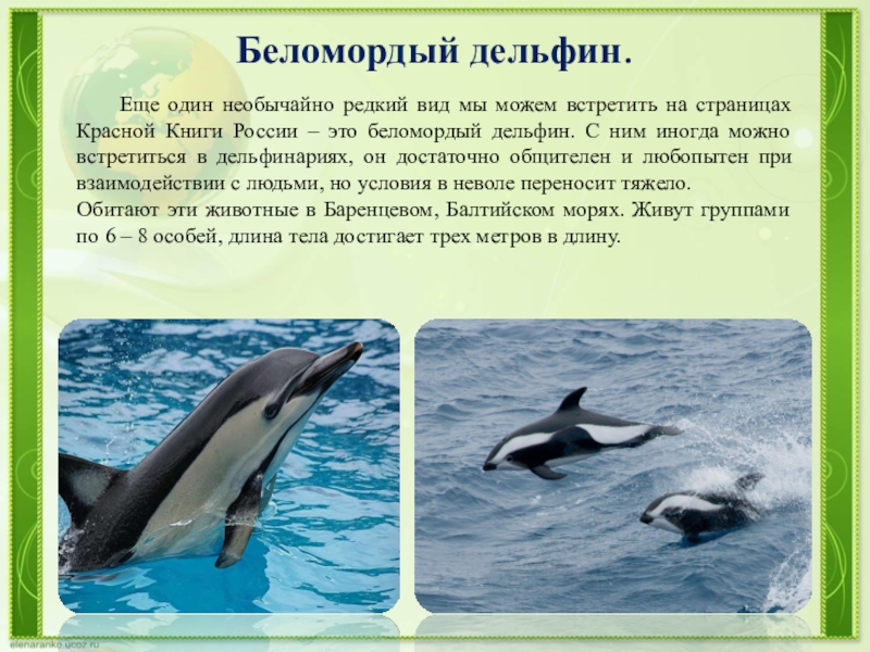 Чем так примечательны дельфины?