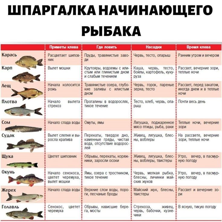 Рыбхоз межура просматривают 2: новые достижения и разработки