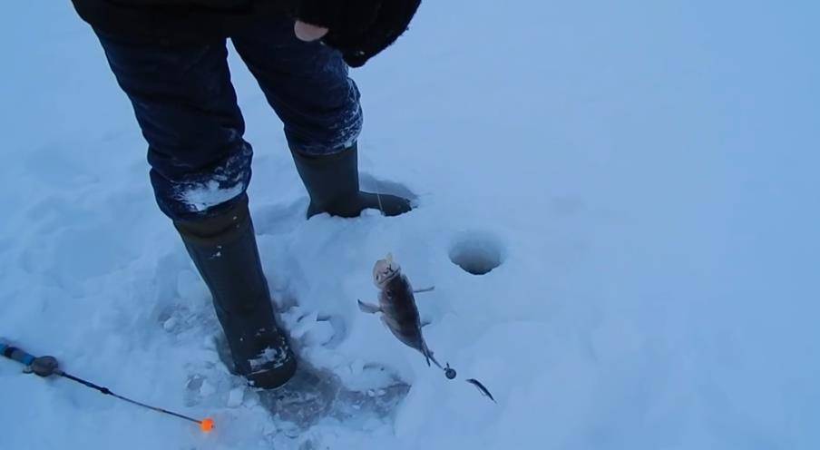 Ловля судака на тюльку зимой