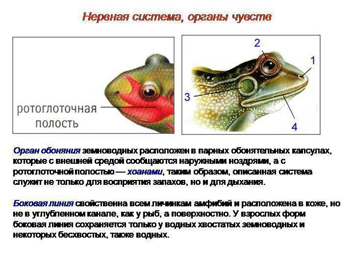 Орган обоняния у рыб. органы вкуса у рыб. органы для поиска пищи...