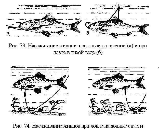 Как ловить щуку? как ловить щуку на живца - советы рыбаков :: syl.ru