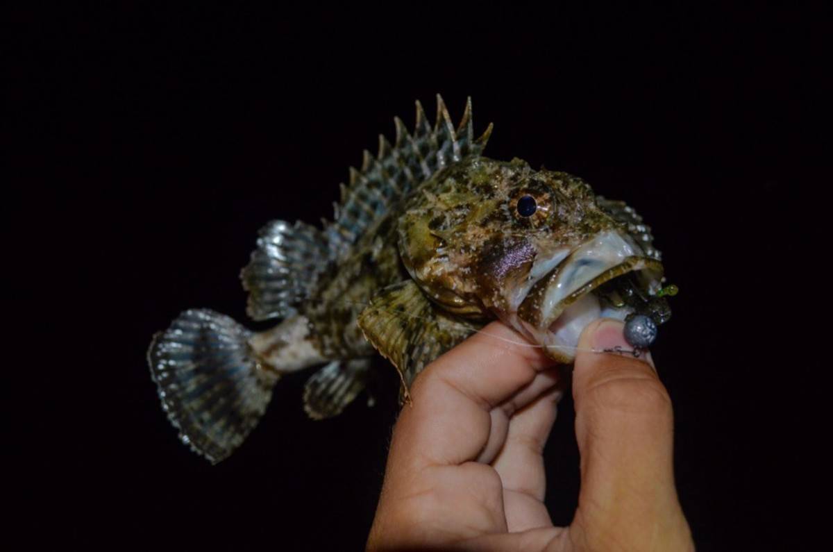 Рыбы черного моря – видовое разнообразие ихтиофауны, а также способы ловли