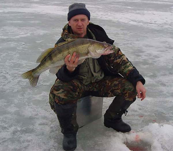 Где ловить судака зимой со льда | перспективные места