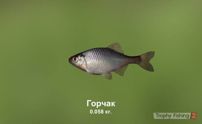 Горчак — что это за рыба