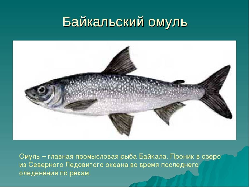 Ловля гольца: рекомендации профессионалов - читайте на сatcher.fish
