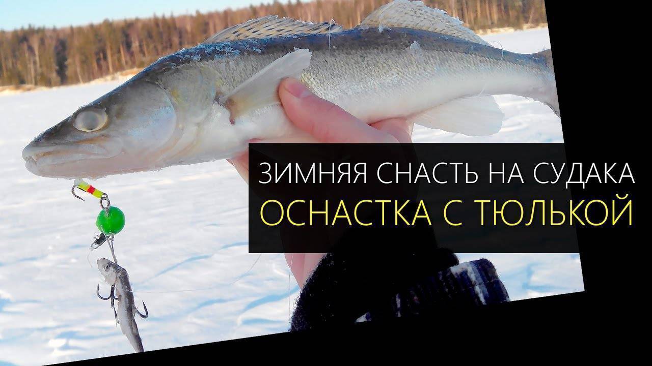 Ловля судака зимой на жерлицы видео