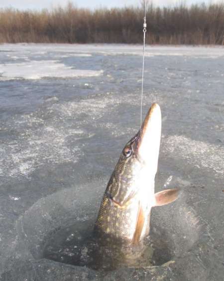 Зимняя рыбалка по первому льду: советы бывалых :: syl.ru