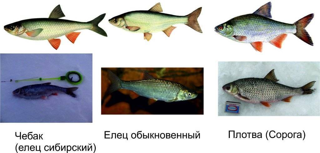 Рыба елец: описание и рыбалка - читайте на сatcher.fish