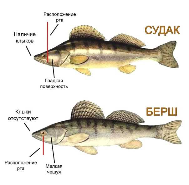 Бёрш - читайте на сatcher.fish
