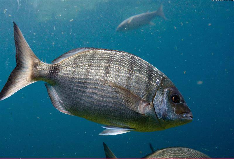 Рыбы беларуси (каталог видов) | fishingby.com