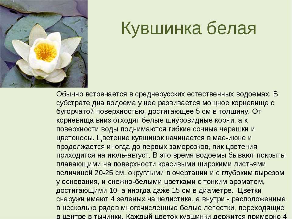 Белая кувшинка - краткое описание цветка, занесенного в красную книгу