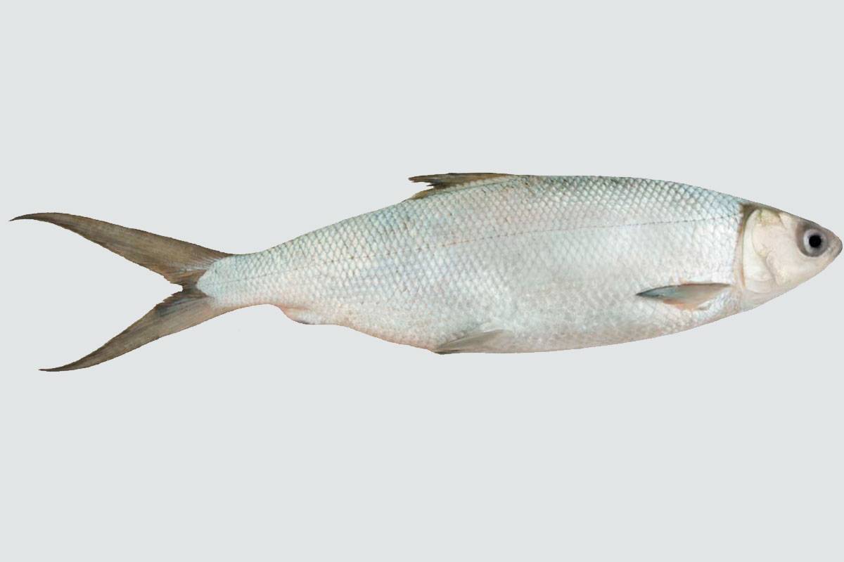 Рыба «омуль байкальский» фото и описание