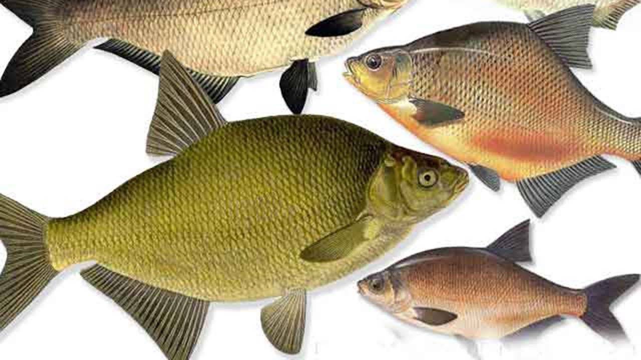 Рыба лещ: фото, как выглядит, описание и разновидности, костлявая или нет