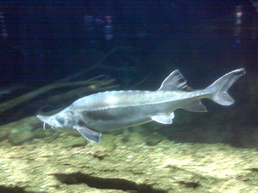 Рыба белуга: значение и искусственное разведение