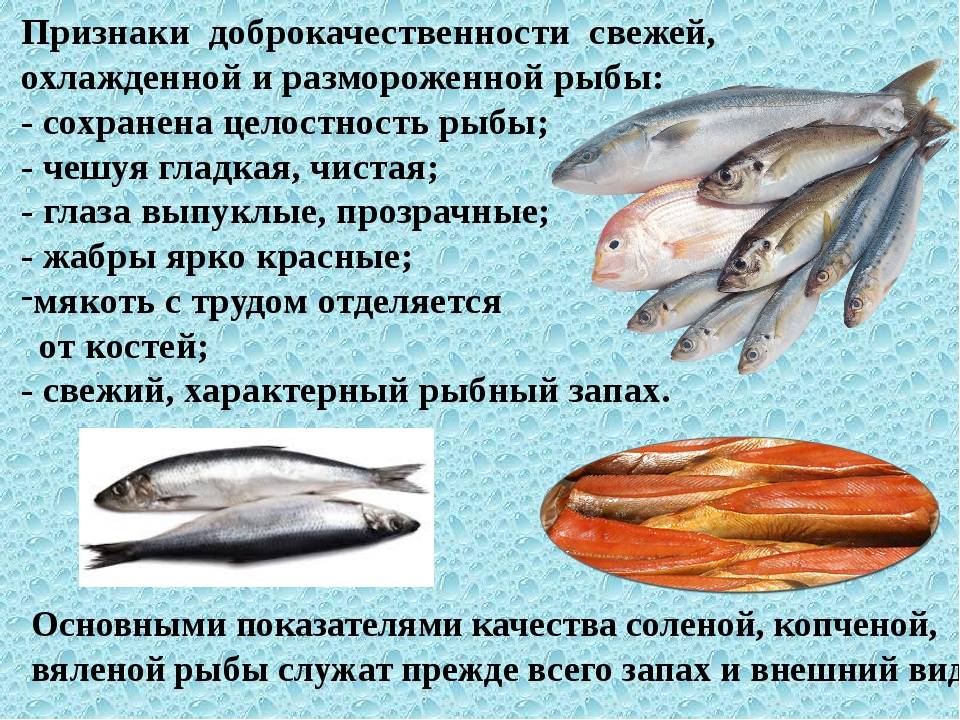 Признаки свежести. Качество рыбы. Внешний вид свежей рыбы. Определении качества рыбных продуктов. Показатели качества свежей рыбы.