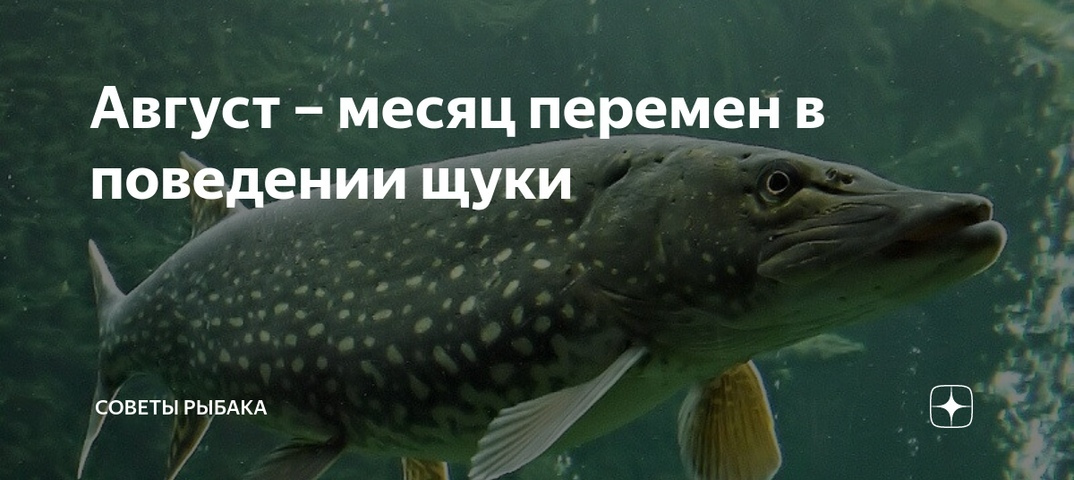 Когда у щуки начинается осенний жор, особенности ловли осенью