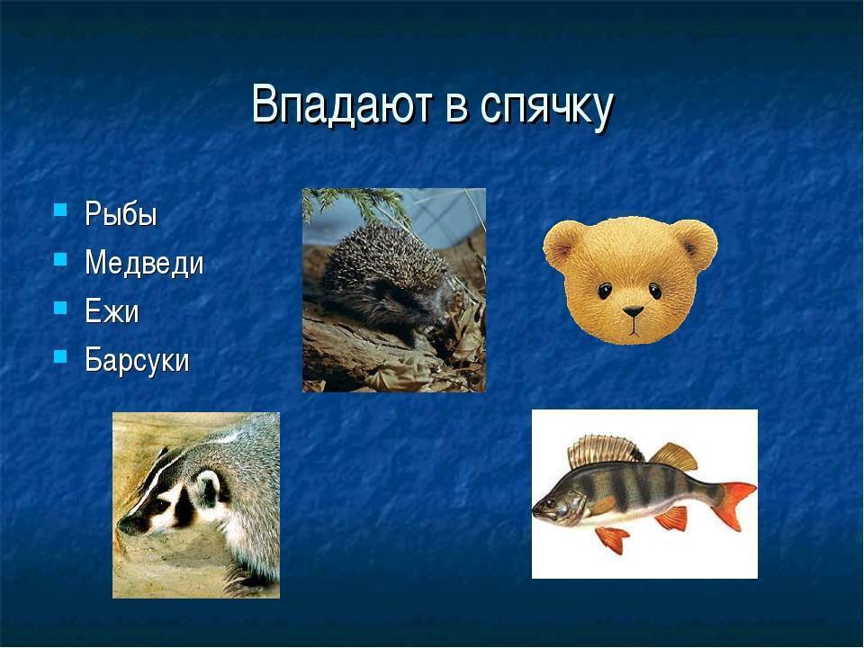 Как спят рыбы и почему городское освещение может их убить? – земля - хроники жизни