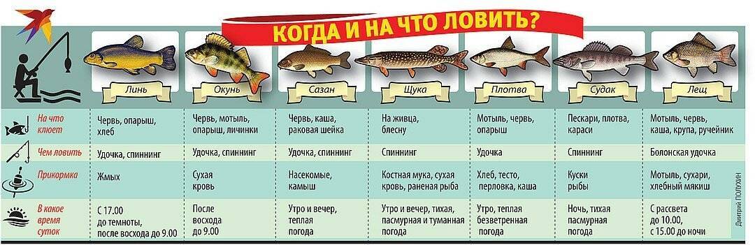 Что делать, когда твоя рыба не клюет?