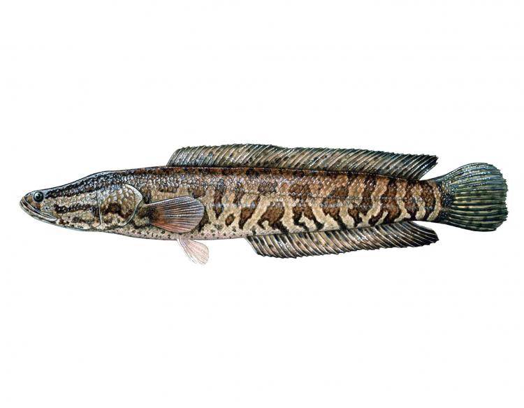 Змееголов – необычная рыба-хищник с интересными повадками