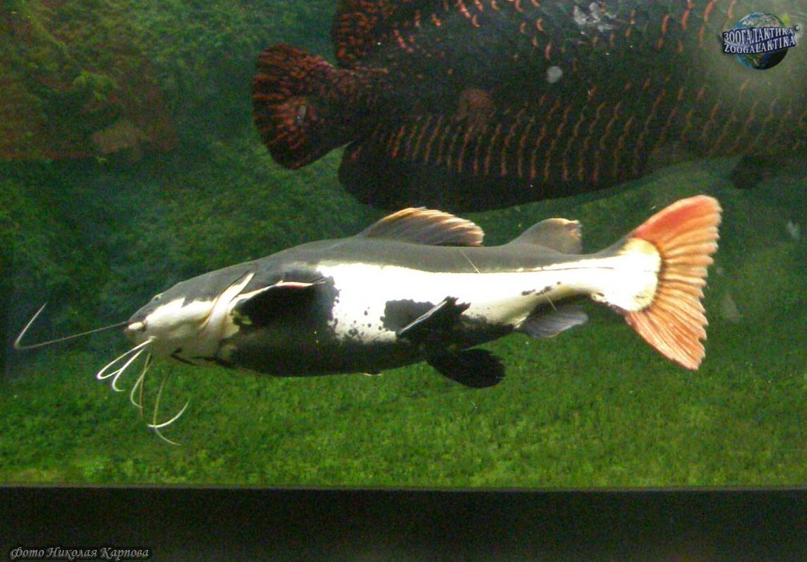 Какие есть большие аквариумные рыбки