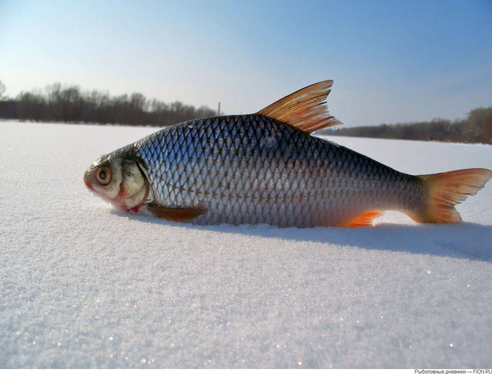 Рыба «Плотва красная» фото и описание