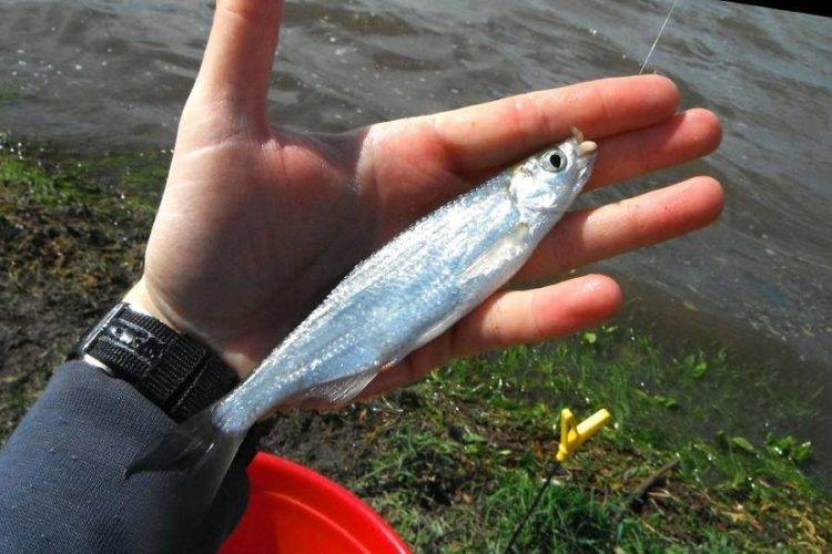 Ловим рыбу густеру: самые уловистые снасти, топ приманок