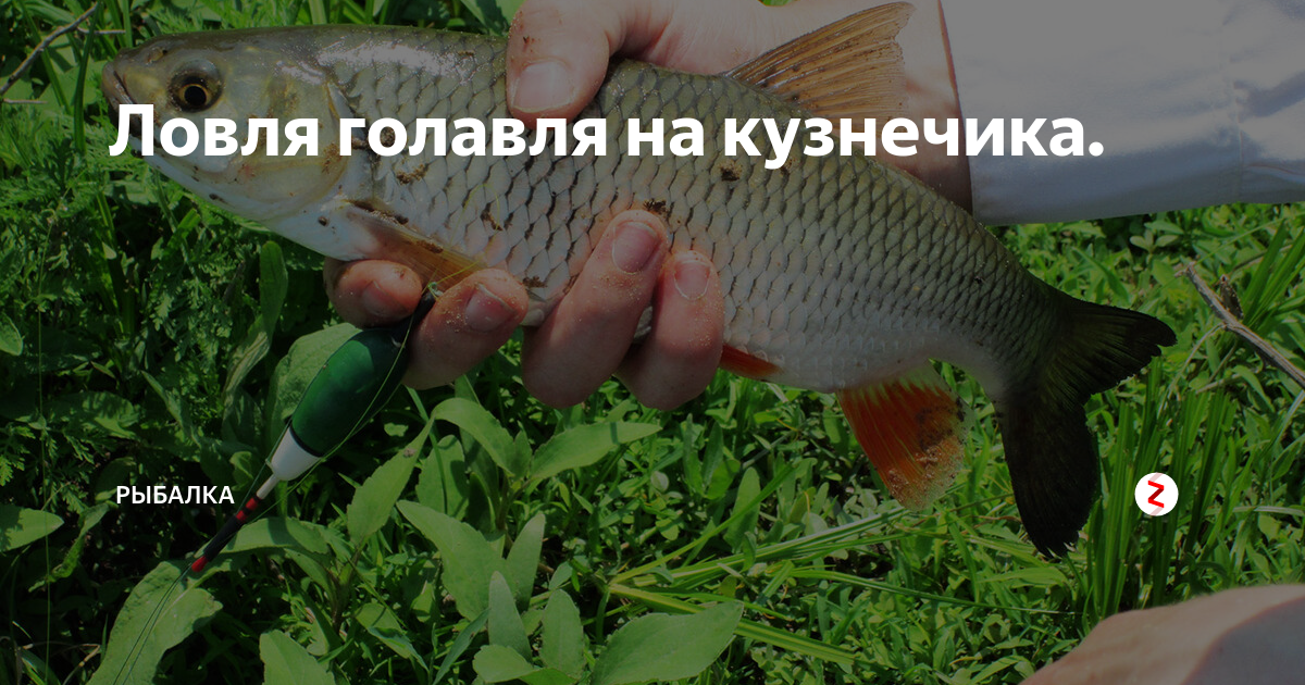 Как ловить голавля | рыбалка на дону