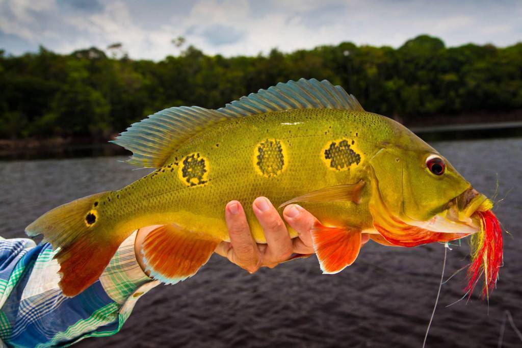 Рыба «Павлиний окунь ленточный» фото и описание