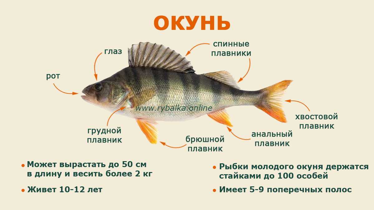 Рыба окунь: фото, описание и интересные факты