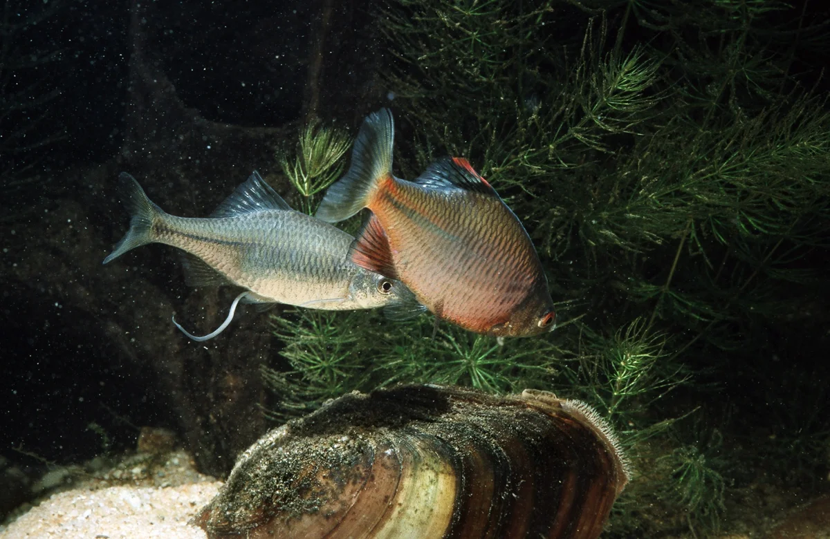 Рыба горчак в аквариуме — содержание и разведение.