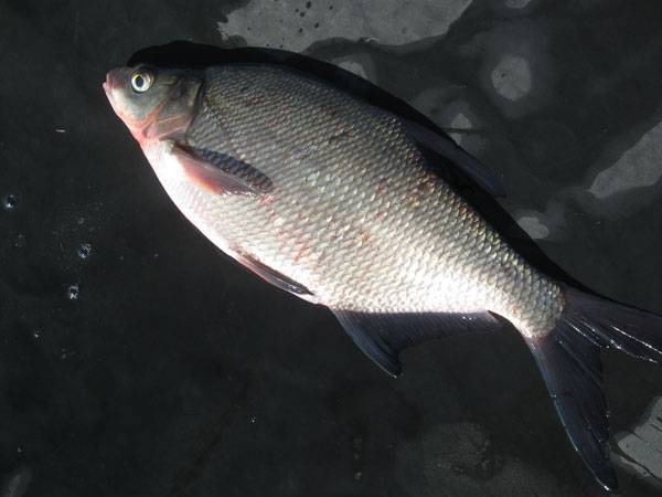 Лещ амурский чёрный фото и описание – каталог рыб, смотреть онлайн
