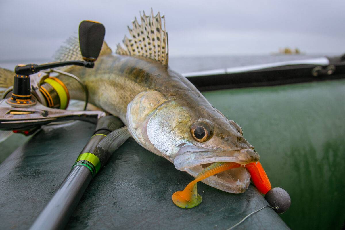Ловля судака: снасти и способы рыбалки, используемые приманки
