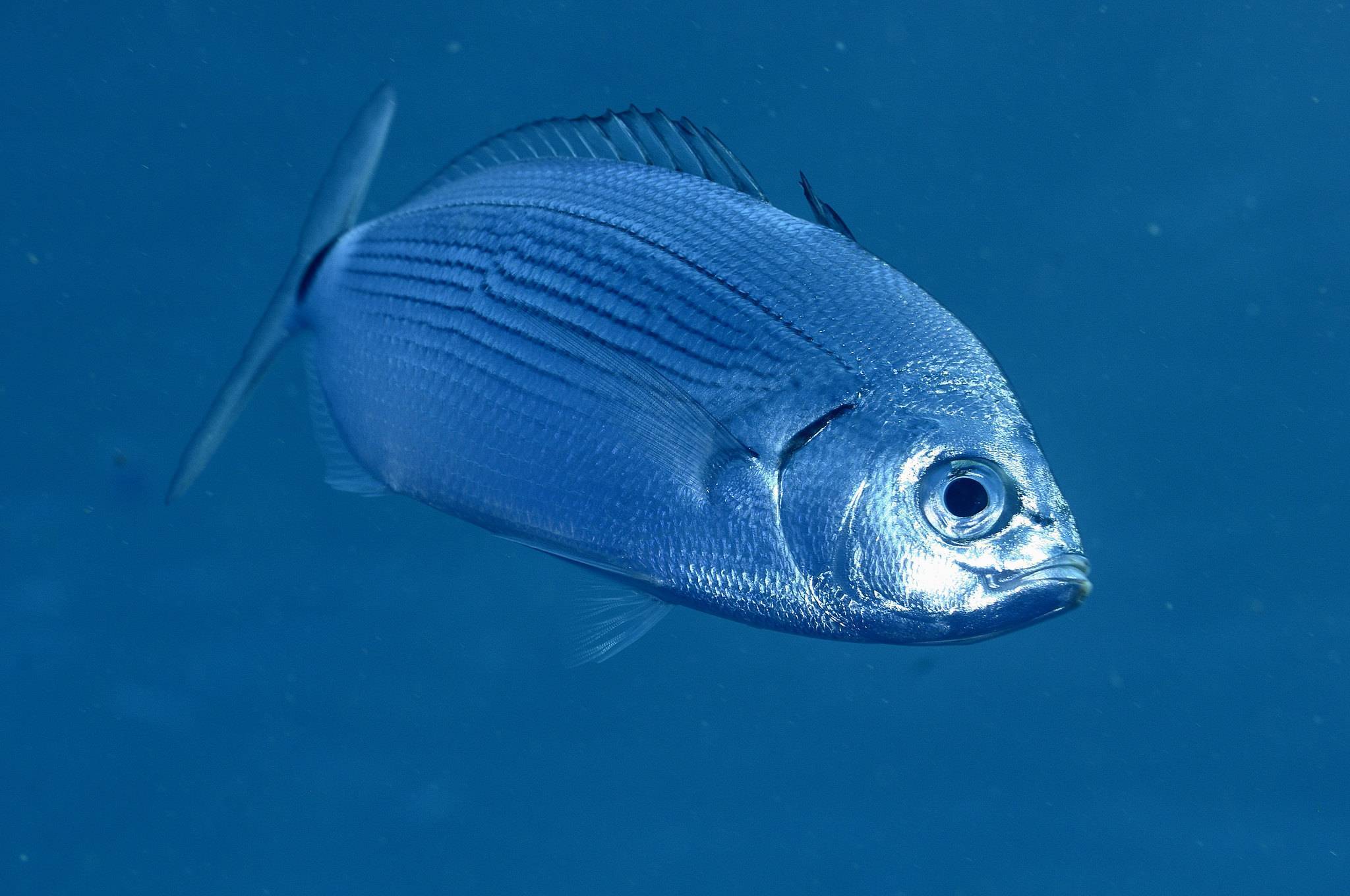 Рыбы сибири. рыба северных таежных рек (фото)